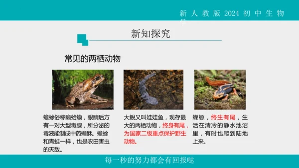 人教版生物七年级上册2.2.2《脊椎动物》（第1课时）课件(共42张PPT)+视频素材