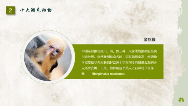 保护濒危野生动物通用PPT模板