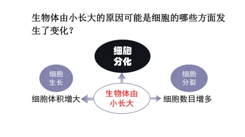 2.2.2 动物体的结构层次-2023-2024学年七年级生物上学期备课课件（人教版）(共26张PP
