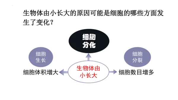 2.2.2 动物体的结构层次-2023-2024学年七年级生物上学期备课课件（人教版）(共26张PP