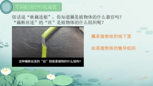 人教版（2024）七年级上册1.3.1植物体的结构层次 课件(共23张PPT)