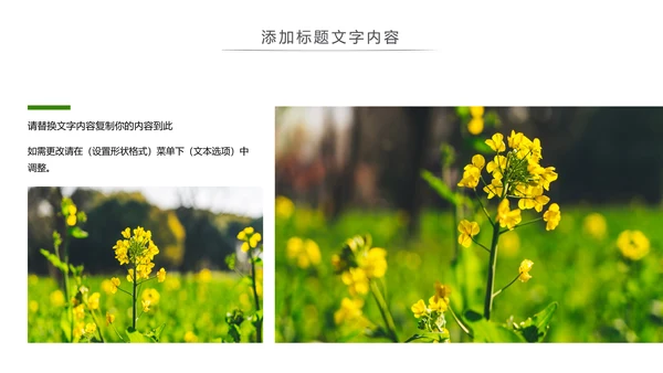 春天乡村旅游油菜花风景油菜花田PPT模板