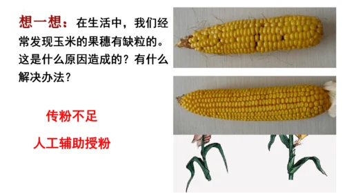 人教版七年级生物上册第三单元第一与二章复习课件(共21张PPT)