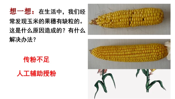 人教版七年级生物上册第三单元第一与二章复习课件(共21张PPT)