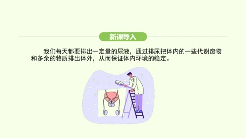 第四单元-第五章-人体内废物的排出课件-2024-2025学年七年级生物下学期人教版(2024)(共
