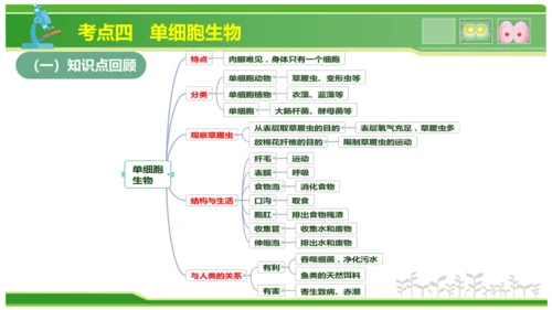 第三章从细胞到生物体（串讲课件）-七年级生物上学期期中考点大串讲（人教版2024）(共40张PPT)