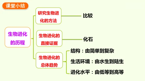 7.3.2生物进化的历程-八年级生物人教版下学期同步精品课件(共34张PPT)
