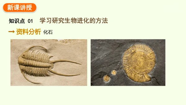 7.3.2生物进化的历程-八年级生物人教版下学期同步精品课件(共34张PPT)