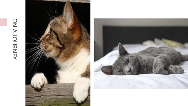 吸猫宠物猫咪日记通用PPT模板
