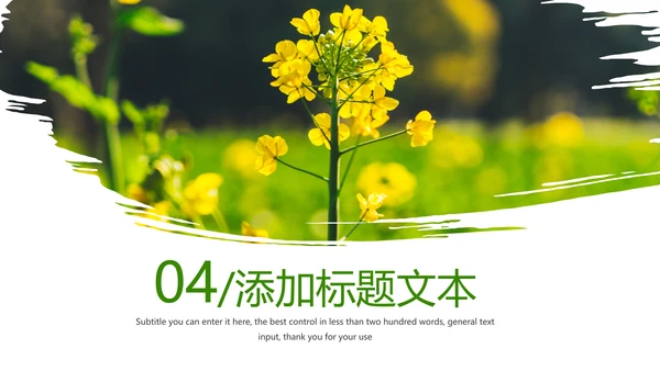 春天乡村旅游油菜花风景油菜花田PPT模板