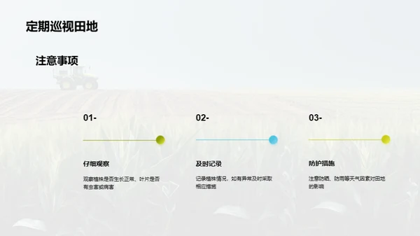 玉米种植全科技攻略