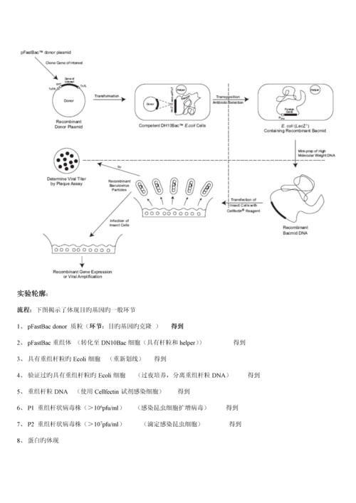 Bactobac表达系统中文版专项说明书.docx