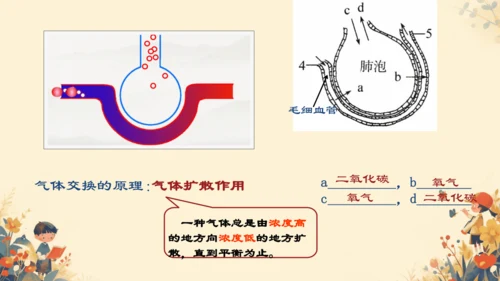 人教版（新课程标准）七年级下册4.3.2 发生在肺内的气体交换课件(共20张PPT)