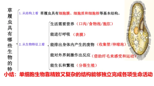 人教版生物七年级上册1.3.4 单细胞生物 教学课件（共22张ppt）+视频素材