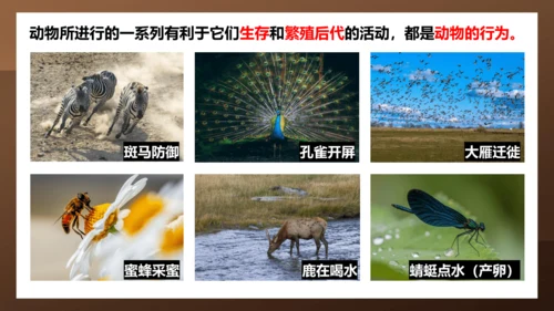 人教版生物八年级上册5.2.1《动物的运动》课件(共27张PPT)+视频素材