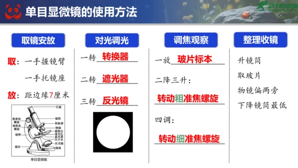 人教版（2024）七年级上册生物七年级上册期末总复习课件(共31张PPT)