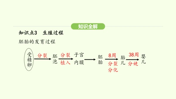 第四单元-第一章-第一节 人的生殖课件-2024-2025学年七年级生物下学期人教版(2024)(共