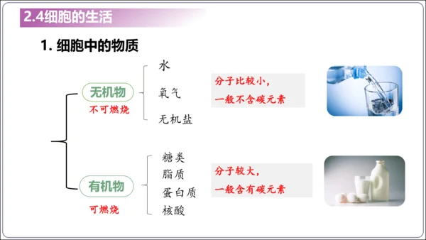 1.1&1.2 认识生物和细胞（复习课件）【2024人教新版七上生物高效完全备课】(共44张PPT)