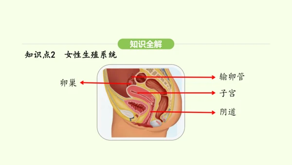 第四单元-第一章-第一节 人的生殖课件-2024-2025学年七年级生物下学期人教版(2024)(共