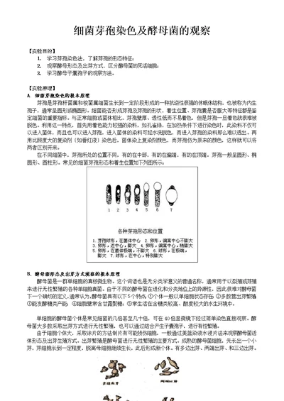 细菌芽孢染色及酵母菌的观察-山东大学