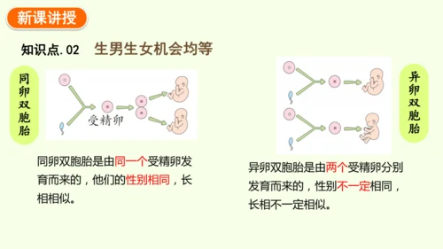 7.2.4人的性别遗传-八年级生物人教版下学期同步精品课件(共28张PPT)
