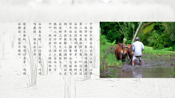 二十四节气谷雨通用PPT模板