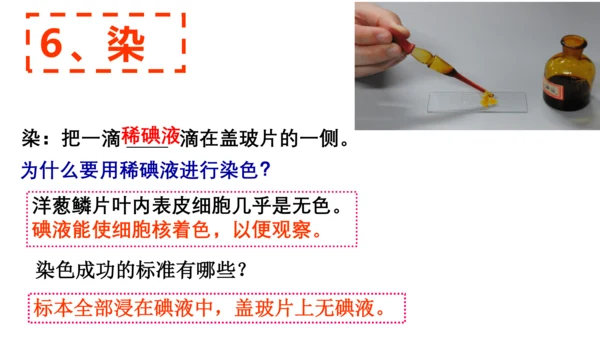 2.1.2 植物细胞（同步课件）-2023-2024学年七年级生物上册同步精品课堂（人教版）(共28