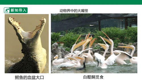 第六课《大嘴怪》课件