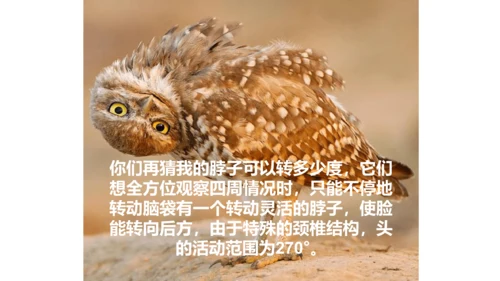 《黑夜狩猎者猫头鹰》