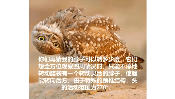 《黑夜狩猎者猫头鹰》