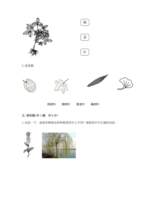 教科版科学一年级上册第一单元《植物》测试卷含答案【模拟题】.docx