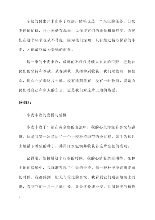 收小麦丰收的感想