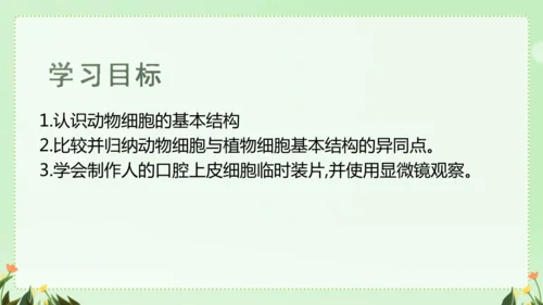 人教版（2024）七年级上册1.2.3 动物细胞 课件(共26张PPT)