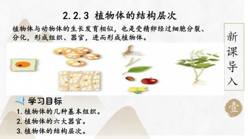 2.2.3 植物体的结构层次2023-2024学年七年级生物上册精品课件（人教版）(共18张PPT)