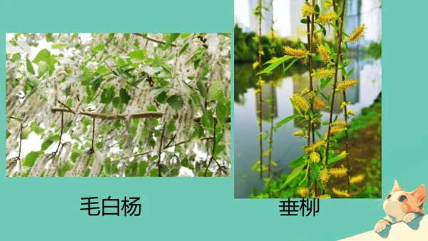 人教版（2024）七年级上册1.1.1 观察周边环境中的生物 课件(共20张PPT)