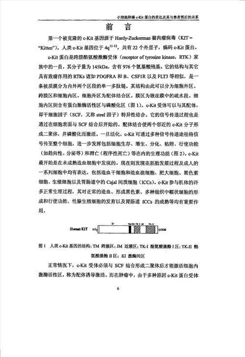 小细胞肺癌cKit蛋白的表达及其与患者预后的关系