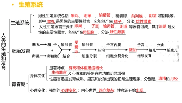 第四单元 生物圈中的人 七年级生物下册同步精品课件（人教版）(共31张PPT)