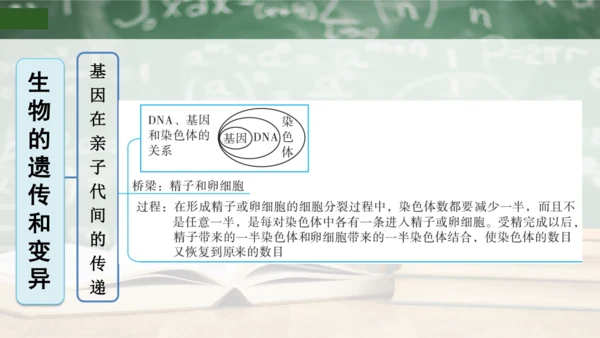 第2章 生物的遗传与变异（复习课件）-八年级生物下册章末知识总结 检测卷（人教版）(共19张PPT)