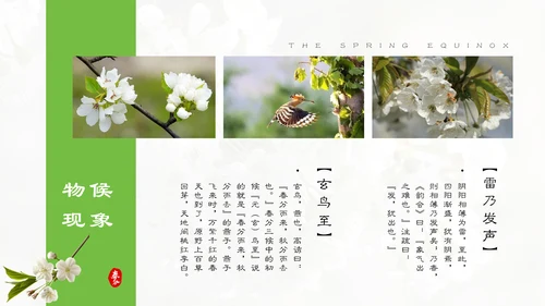 春分春天的白花通用PPT模板