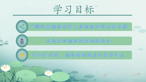 人教版（2024）七年级上册1.3.1植物体的结构层次 课件(共23张PPT)