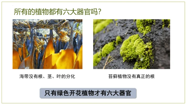 2.2.3植物体的结构层次 【说课课件】2023--2024学年人教版生物七年级上册(共42张PPT