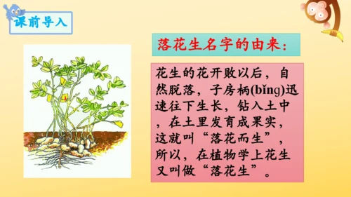 2 落花生    课件
