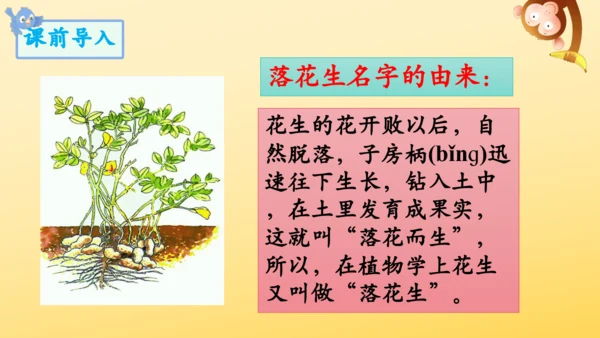 2 落花生    课件
