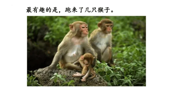 1《大青树下的小学》(课件)