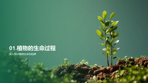 揭秘植物生长之谜