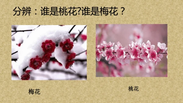 校园里的花（课件33页）-美术三年级上册人教版