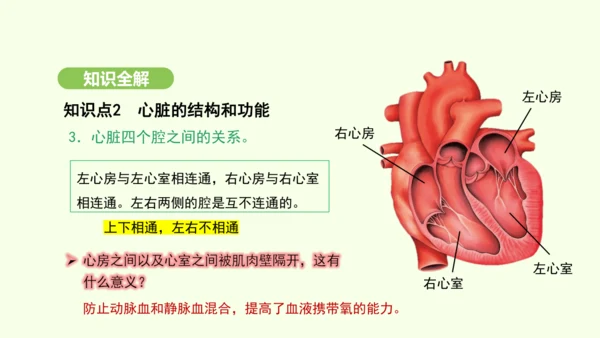 第四单元-第四章-第三节 输送血液的泵——心脏（第1课时）课件-2024-2025学年七年级生物下学