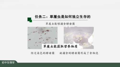 2.2.4 单细胞生物 课件（共24张PPT）