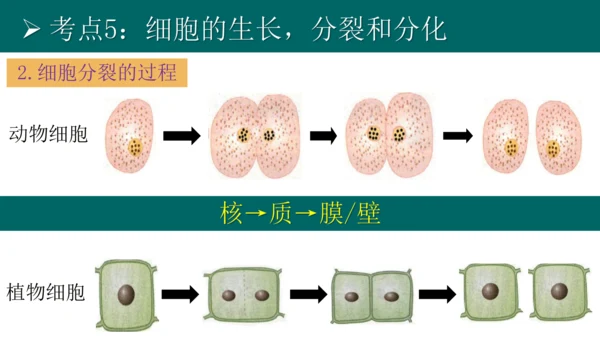 七上 第二单元生物体的结构层次-复习课件(共35张PPT)