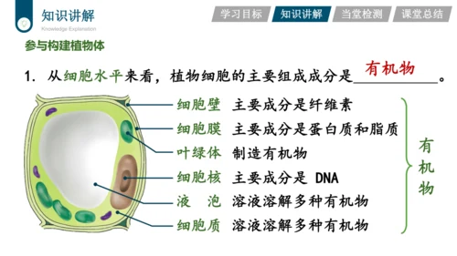 3.3.4  绿色植物是生物圈中有机物的制造者  课件-2023-2024学年人教版生物七年级上册(